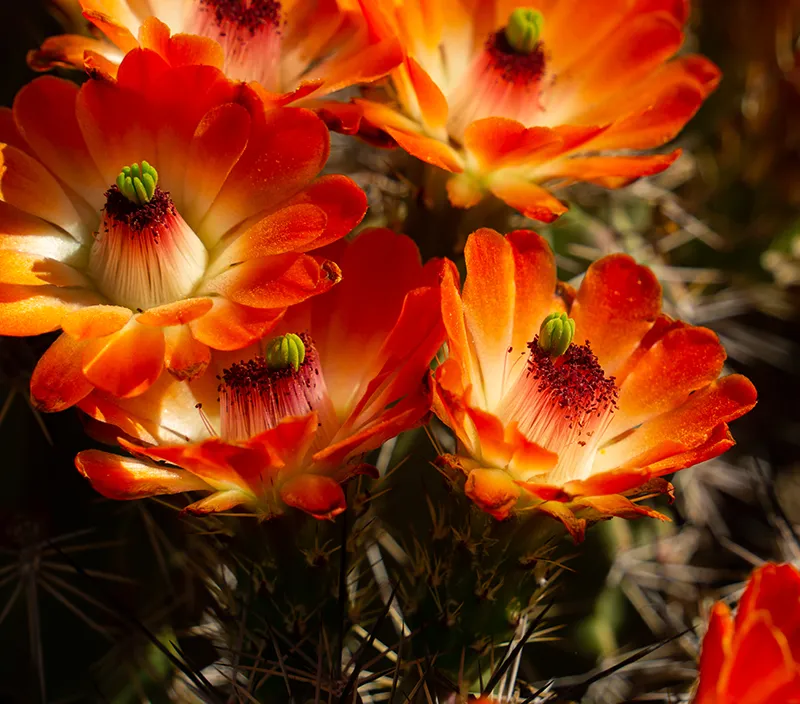 a red desert flower